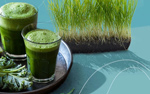 wheatgrass shot