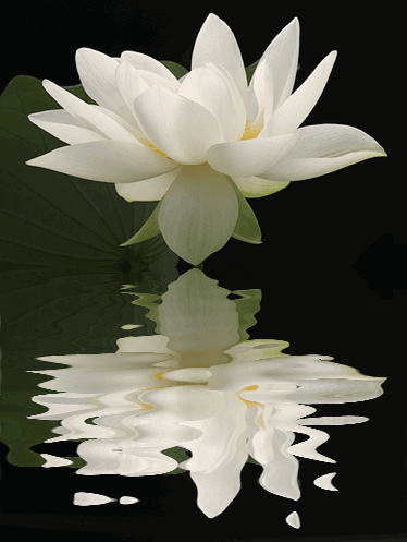 lotus reflection