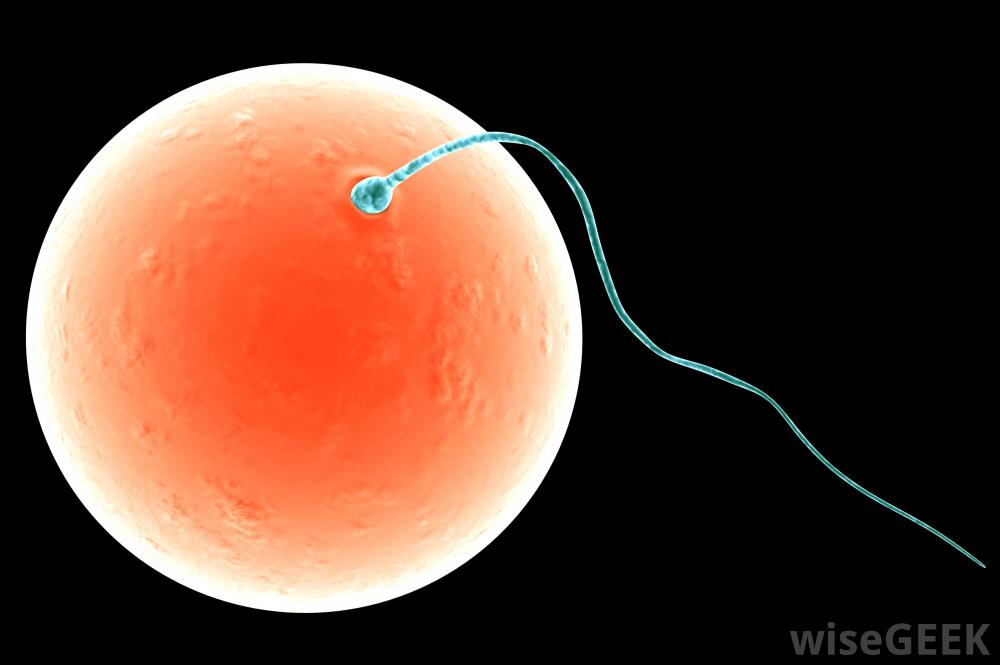 sperm and egg