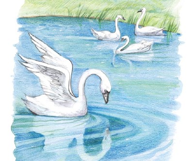 swan